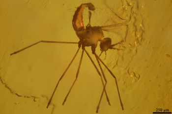 Media type: image;   Entomology PALE-8859